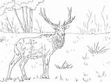 Coloring Pages Elk Printable Mountain Rocky Deer Caribou Adults Kids Color Clipart Colorings Online Getcolorings Moose Print Animal Sketch Sheet sketch template