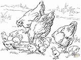 Coloring Pages Chickens Chicken Printable Baby Cliparts Chicks Color Adult Adults Cute Hens Kids Mother Farm Para Animals Book Animal sketch template