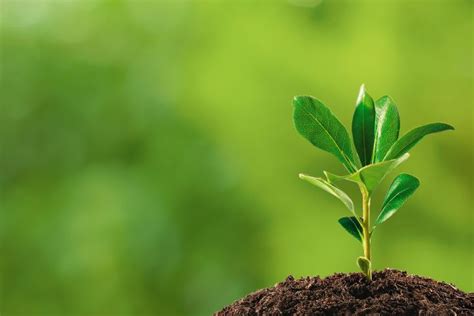 understanding plant growth news la trobe university