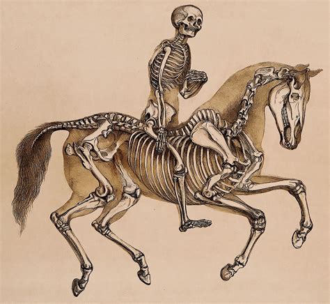 skeleton riding horse art ilustracion de el jinete en el vestuario