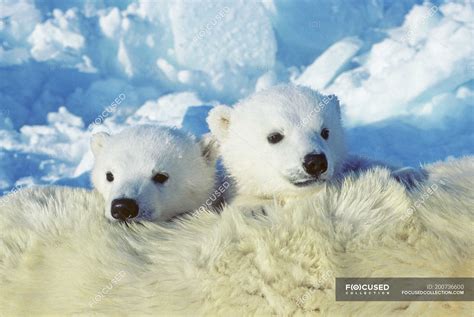 polar bear cubs cuddling  female animal fur  snow  arctic canada