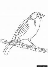 Canary Songbird sketch template