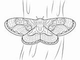 Moth Cecropia Designlooter sketch template