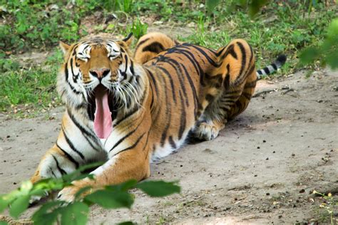 sibirischer tiger im landauer zoo  foto bild tiere zoo wildpark