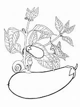Coloring Pages Eggplant Pea Getdrawings sketch template