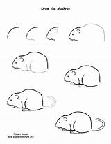 Muskrat Drawing Draw Lesson Printing Resolution Pdf High Exploringnature sketch template