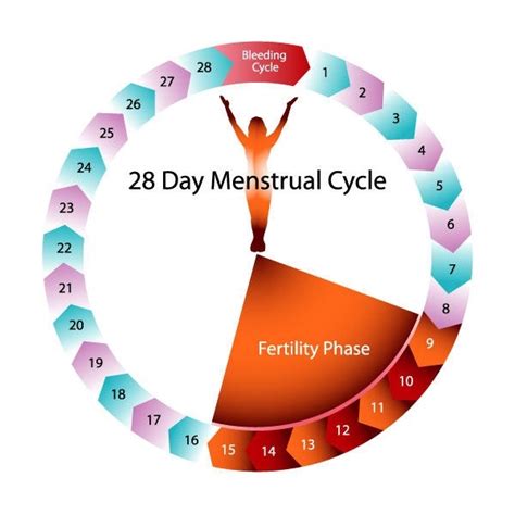 how many days after your period are you most fertile quora