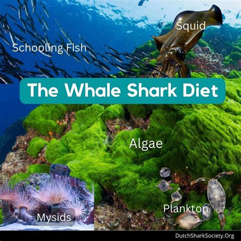 whale sharks eat dutch shark society