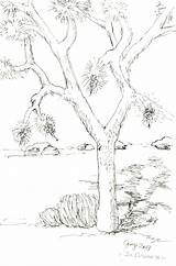Joshua Tree Drawing Paintingvalley Drawings sketch template