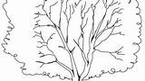 Coloring Pages Tree Elm Getcolorings sketch template