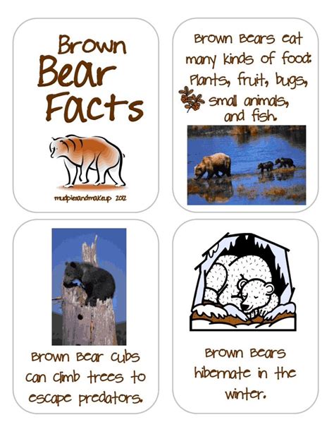 brown bear facts brown bear facts grizzly bear facts brown bear