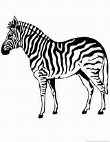 Zebra Coloring Pages Animal 123coloringpages Zoom Print sketch template