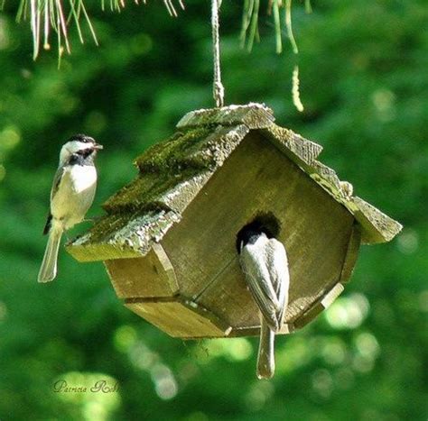 images  birdhouse  pinterest bird feeders bird houses  chickadees