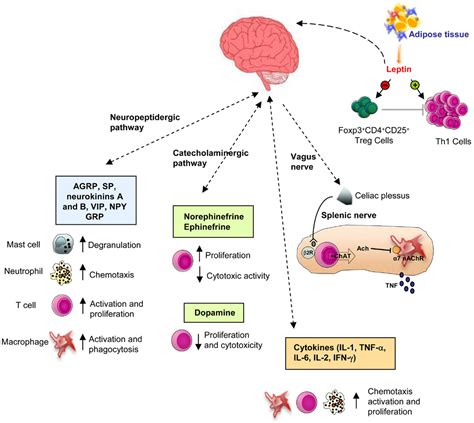 frontiers neuro endocrine networks controlling immune system