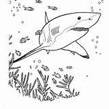 Shark Goblin Coloring Pages Basking Getcolorings Shocking Printable Print sketch template