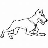 Doberman Dog Getdrawings Drawing sketch template