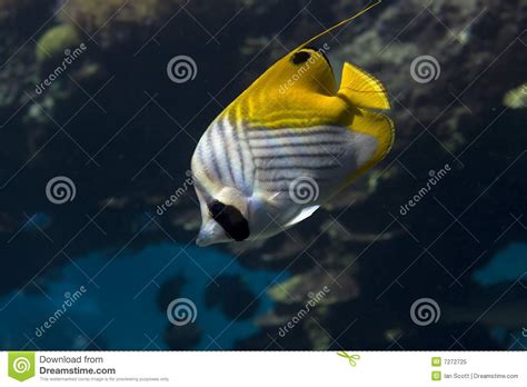 butterfli stock image image  coral swim water tank