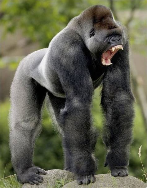 powerful silverback lowland gorillanot     argue