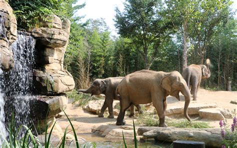 zoos     animal kingdom awaits trekbible