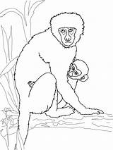 Drawing Howler Printable Monkeys Vervet Designlooter Getdrawings Bestcoloringpagesforkids sketch template