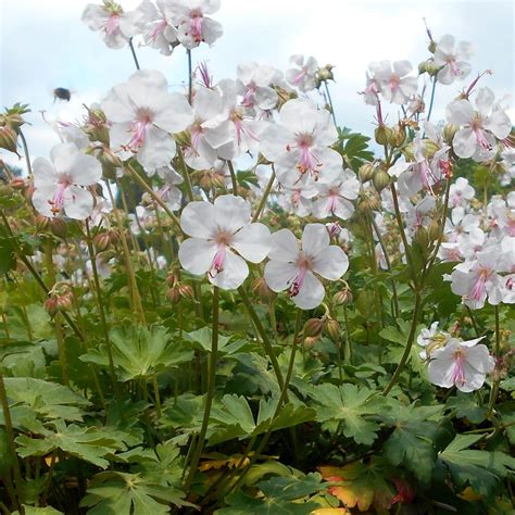 geranium cantabrigiense biokovo multiplants