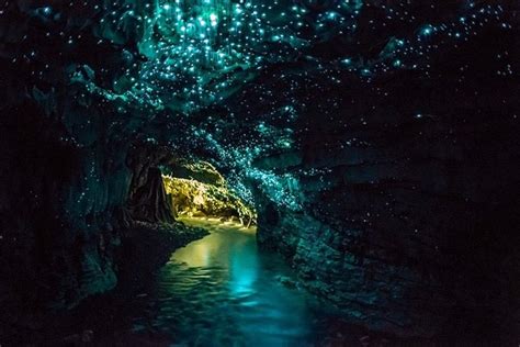 dazzling glowworm cave images fontica blog
