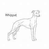 Whippet Dog Drawing Breeds List Breed Choose Board Information Dogbreedslist Greyhound Italian sketch template
