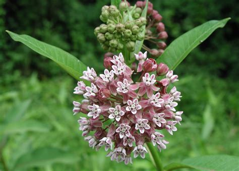 twelve native milkweeds  monarchs  national wildlife federation