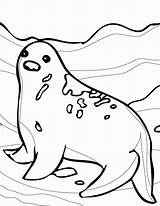 Animals Seal Polar Tundra Coloringhome Floe Zeehond Designlooter Eleanor sketch template