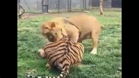 lion kills tiger youtube