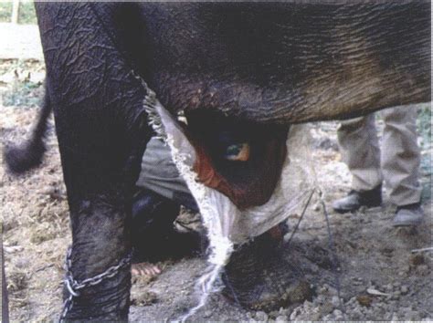 elephant on day of treatment when the penis could be