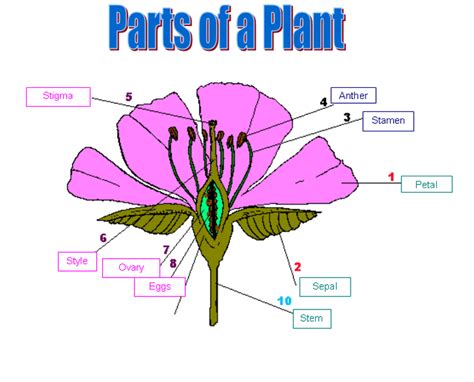 plant parts nicoles cool  awesome web page