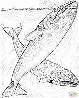Ballenas Whale Whales Colorare Humpback Wale Szare Kolorowanka Imagenes Supercoloring Balena Balenottera Grises Animals Azzurra Dolphin Drawing Balene Druku Tinta sketch template