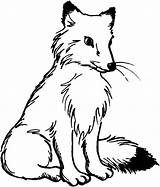 Fox Coloring Pages Arctic Baby Wolf Artic Head Color Cute Fuchs Drawing Kids Malen Foxes Rare Print Getcolorings Popular Getdrawings sketch template
