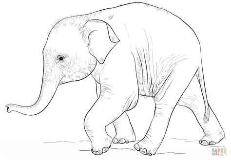 cute baby elephant coloring page  printable coloring pages