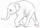 Coloring Elephant Baby Pages Cute Printable Drawing sketch template