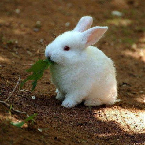 albino bunny p funny bunnies baby bunnies cute bunny bunny