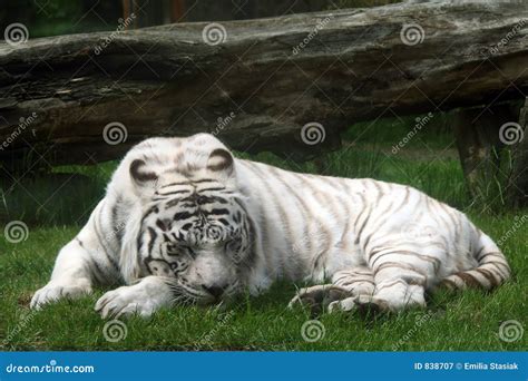white tiger panthera tigris stock image image of fierce feline 838707