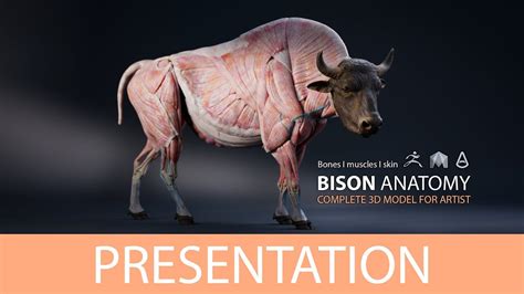artstation bison anatomy  model