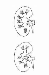 Kidneys Kidney Diagram Unlabeled Label Blank Regions Structures sketch template
