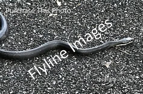 eastern black racer snake flyline images