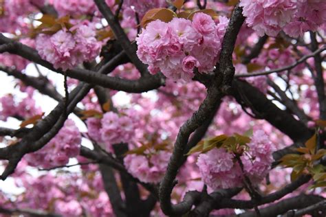 nobue roamingbirds web page layered petal cherry blossoms