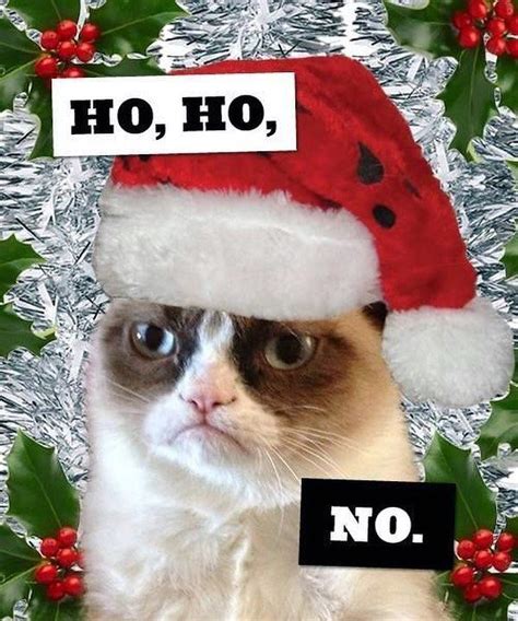 Funny Christmas Cat Memes Memestund