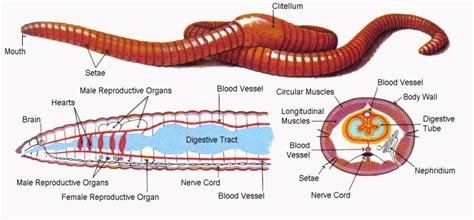 [get 21 ] earthworm internal anatomy gonads muhammadiyah