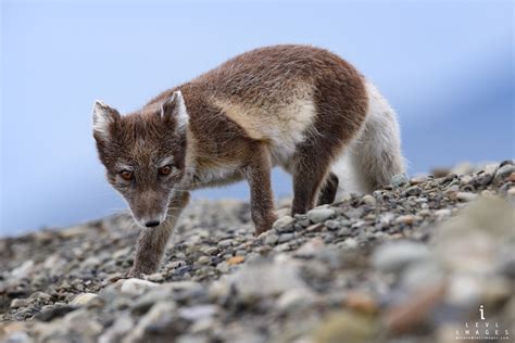arctic fox vulpes lagopus summer coat brown svalbard norway