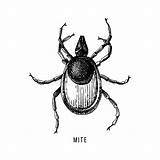 Tick Vector Illustration Sketch Mite Drawn Hand Parasite Wood Insect Engraving sketch template