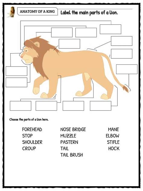 lion facts worksheets information  kids