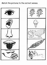 Sense Worksheet Organs Senses Coloring Kindergarten Pages sketch template