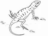 Lizard Pages Colouring Drawing Coloring Getdrawings Printable sketch template