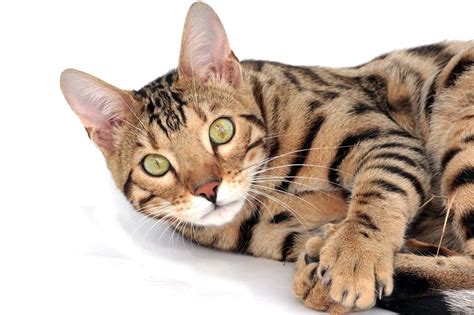 fascinating facts  bengal cats  dog people  rovercom